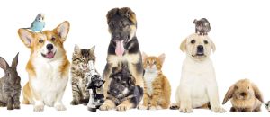 Tourism Listing Partner Vets Newcastle